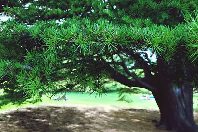 Close-up of tree
