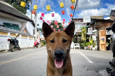 Close-up of dog