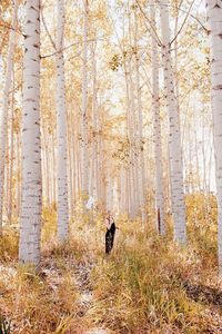 Silhouette man in forest against sky during autumn