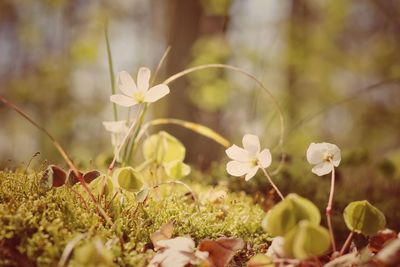 Close-up of flowers blooming outdoors