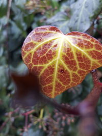 Close-up of plant