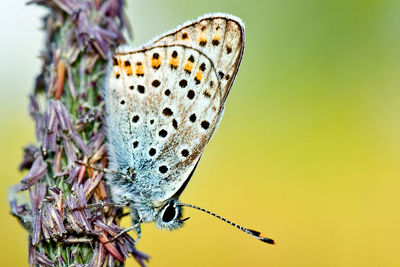 Close-up of butterfly pollinating on flower