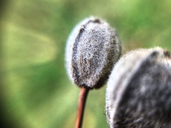 Close-up of dandelion flower