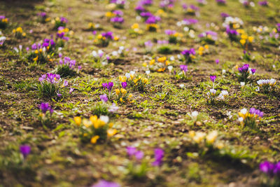 Close-up of purple crocus flowers on field