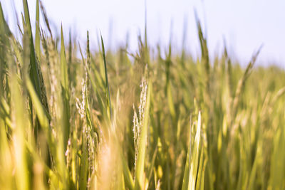 Wheat growing on field 