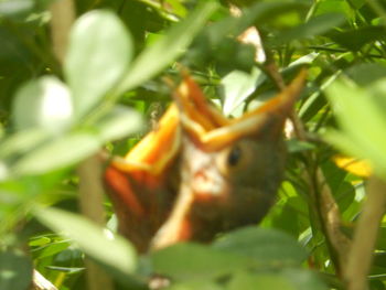 Close-up of lizard on tree