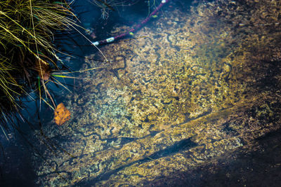 Close-up of lizard in water