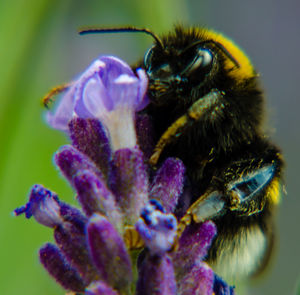 Close-up of purple flower