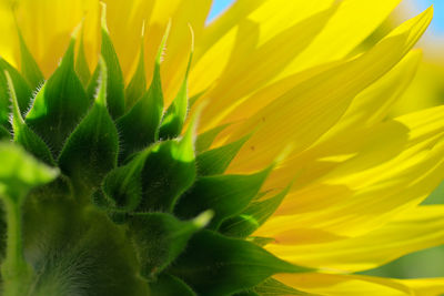 Close-up of sunflower