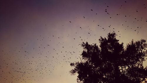 Silhouette birds flying against sky during sunset