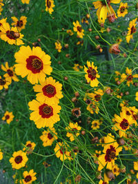 High angle view of yellow flowering plants on field