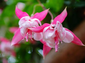 Close-up of pink flowering plant