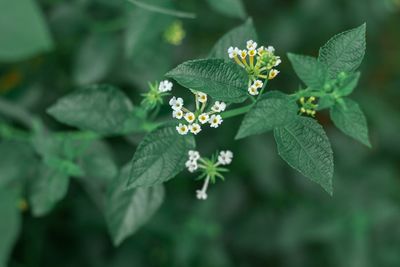 Close-up of green leaves on plant