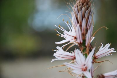 Close-up of white flowering plant