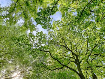 Low angle view of tree against sky