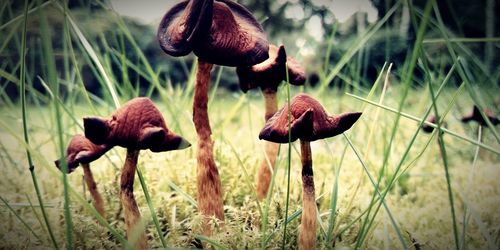 Close-up of mushroom growing on field