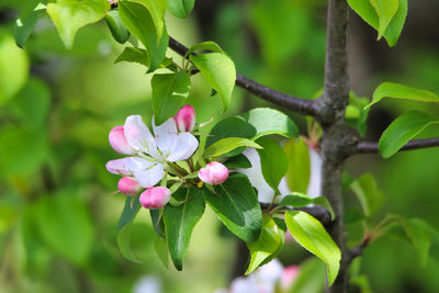 Close-up of pink flowering plant