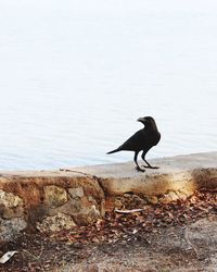 Low angle view of crow standing by lake