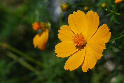 Close-up of yellow cosmos flower