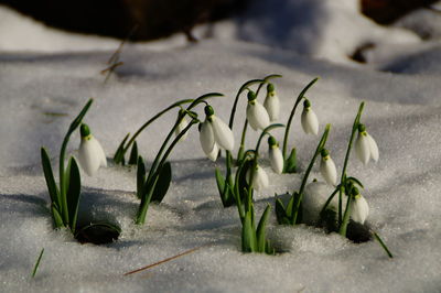 Close-up of flowers