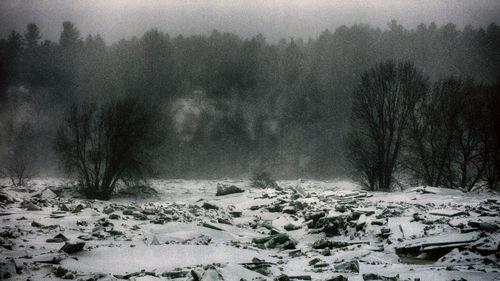 Snow covered trees against sky