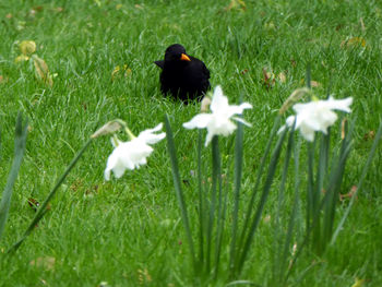 Bird on field