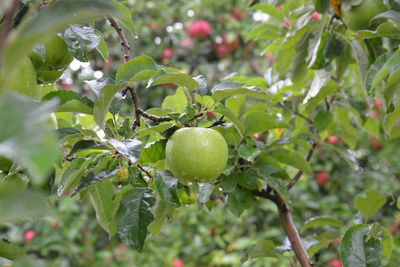 Close-up of fruits growing on tree