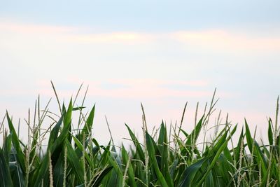 View of corn in field against sky