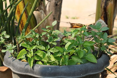 High angle view of potted plant leaves in yard