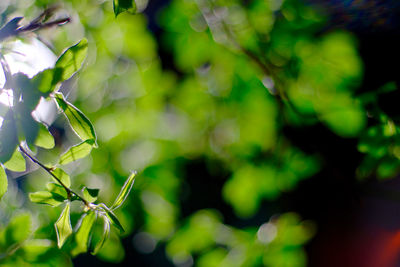 Close-up of plant leaves