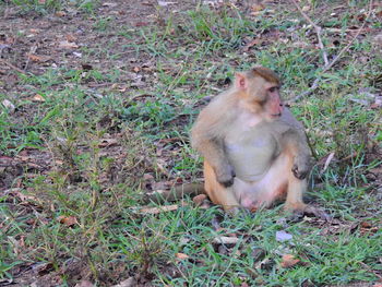 Lion sitting on field