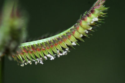 Close-up of flowers