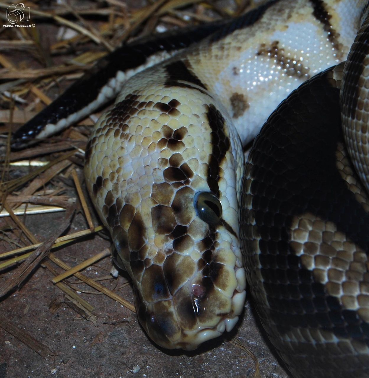 snake, reptile, animal themes, animals in the wild, one animal, close-up, animal wildlife, no people, nature, animal scale, day, outdoors