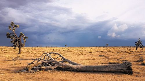 Driftwood on sand against sky