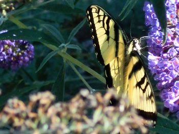 Close-up of butterfly on plant