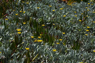 Close-up of yellow flowering plants on field