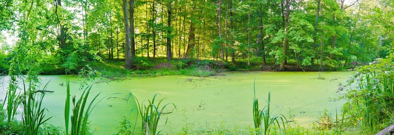 Scenic view of lake in forest