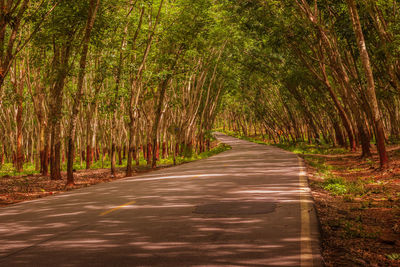 Empty road along trees in forest