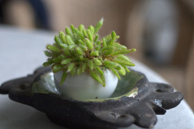 Close-up of succulent plant