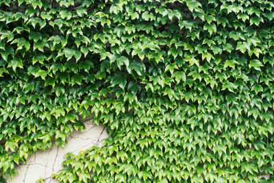 Ivies growing on wall