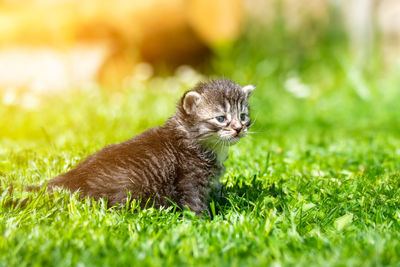 Portrait of kitten on field