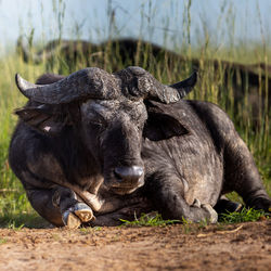 Buffalo standing on field