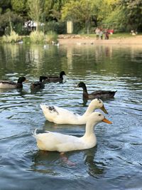 Swans swimming in lake