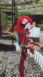 Parrot bird is so red