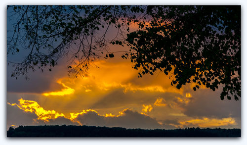 Silhouette of trees at sunset