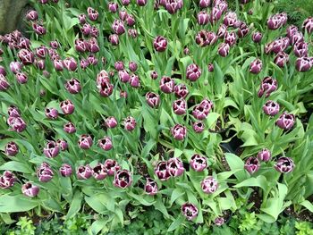 Full frame shot of pink flowers