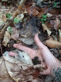 High angle view of human hand on dry leaves