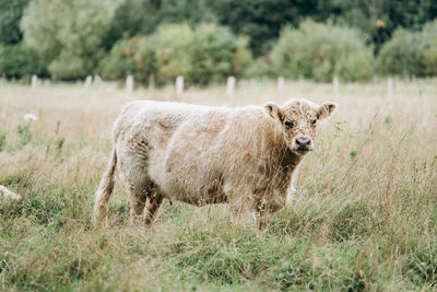 Portrait of sheep in a field