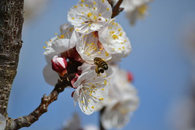 Bee pollinating on white flowers