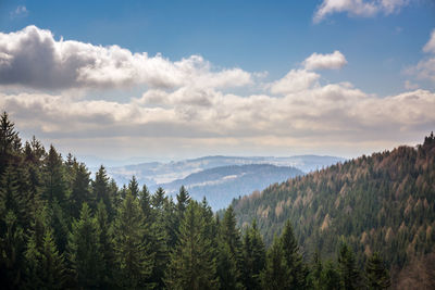 Scenic view of pine trees against sky